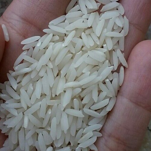 فروش برنج هاشمی آستانه اشرفیه + قیمت خرید به صرفه